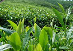 茶葉P站免费看片標簽方案