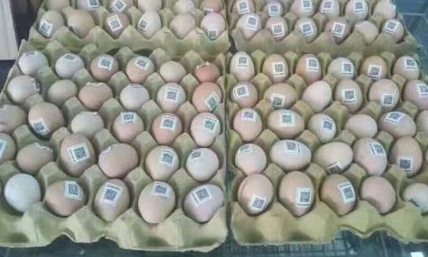 雞蛋二維碼質量可追溯性係統價格多少？
