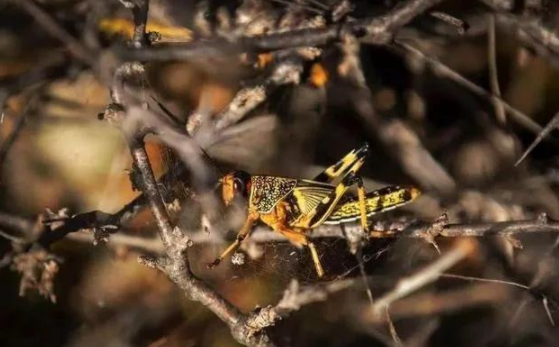 蝗災來襲，農藥獸藥P站免费看片溯源麵臨機遇和挑戰