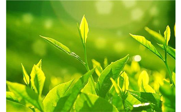 茶葉P站免费看片溯源係統具有哪些優勢價值？