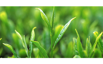 茶葉質量追溯管理係統可以實現哪些功能？具有哪些優點？