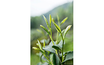 茶葉二維碼P站免费看片標簽可以帶來哪些優勢價值已經特點？